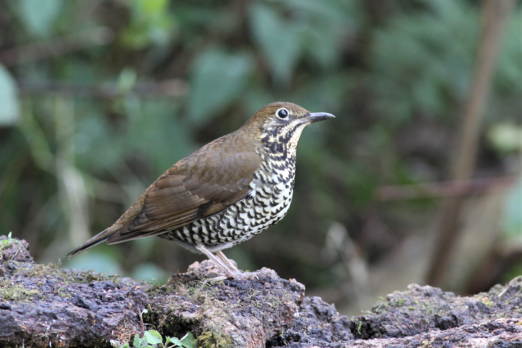 Himalayan Thrush (image by Hannu Jännes)