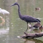 Humblot's Heron (image by Nik Borrow)