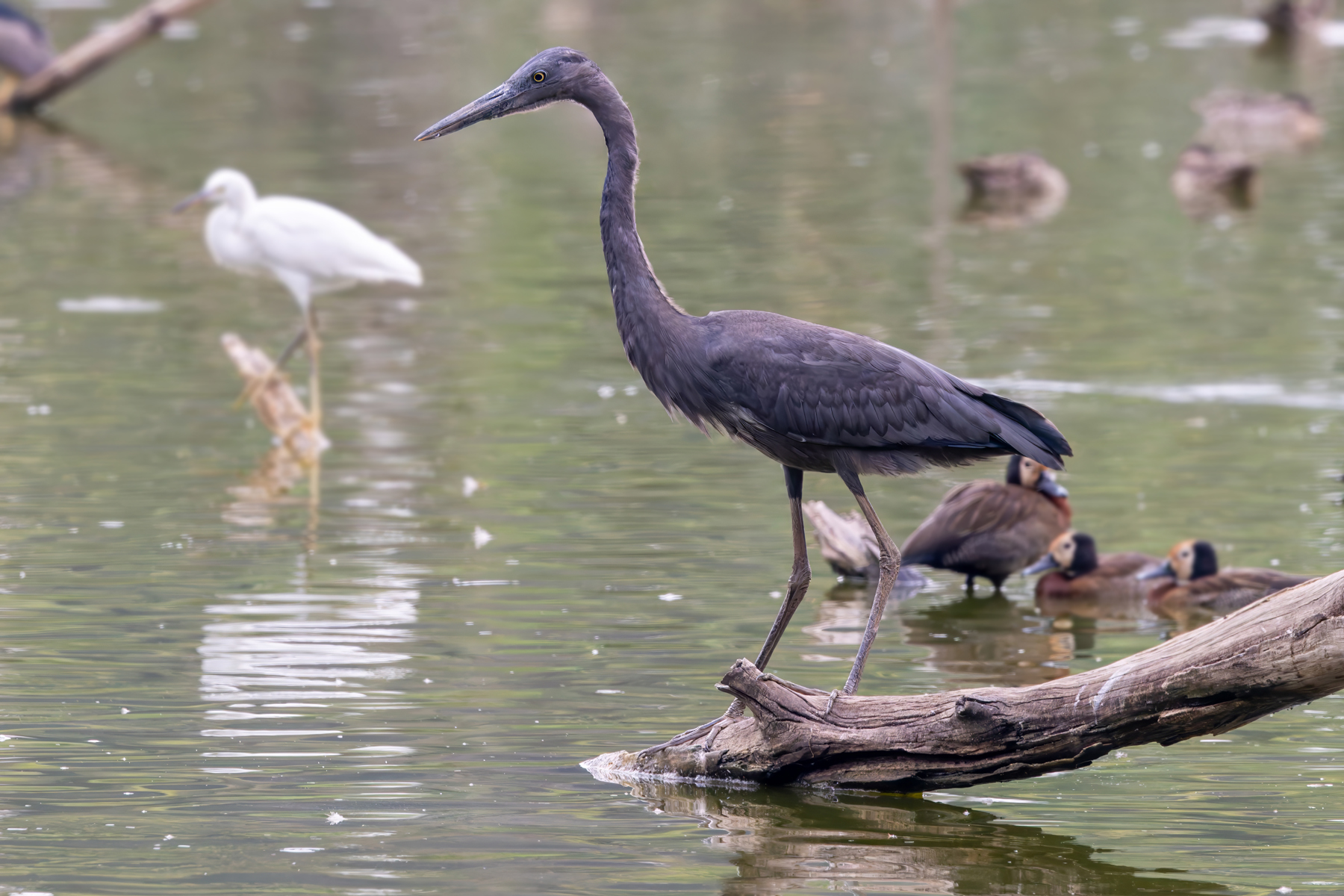 Humblot's Heron (image by Nik Borrow)