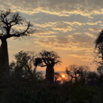 Ifaty Spiny Forest (image by Nik Borrow)