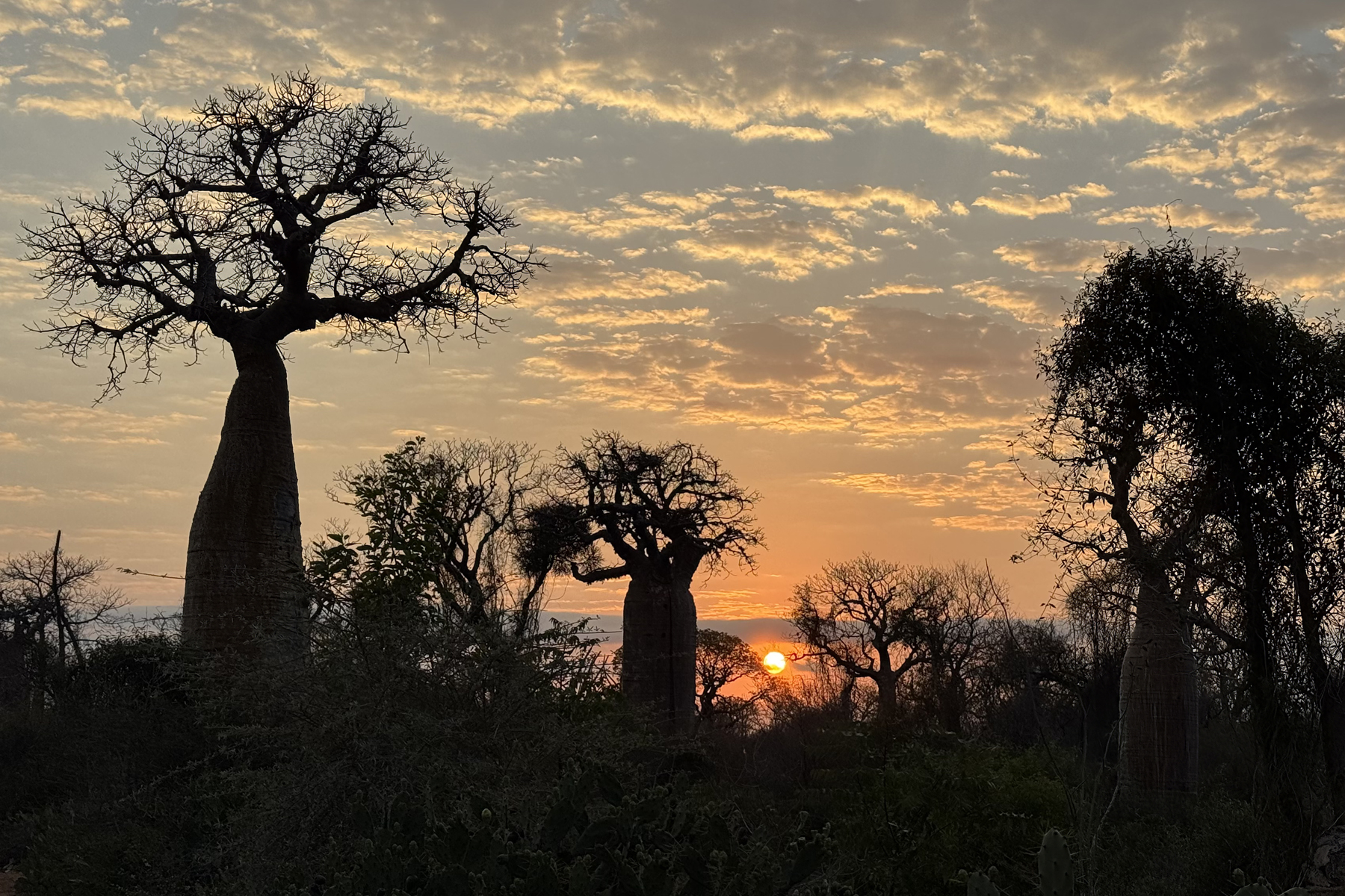 Ifaty Spiny Forest (image by Nik Borrow)
