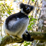 Indri (image by Nik Borrow)