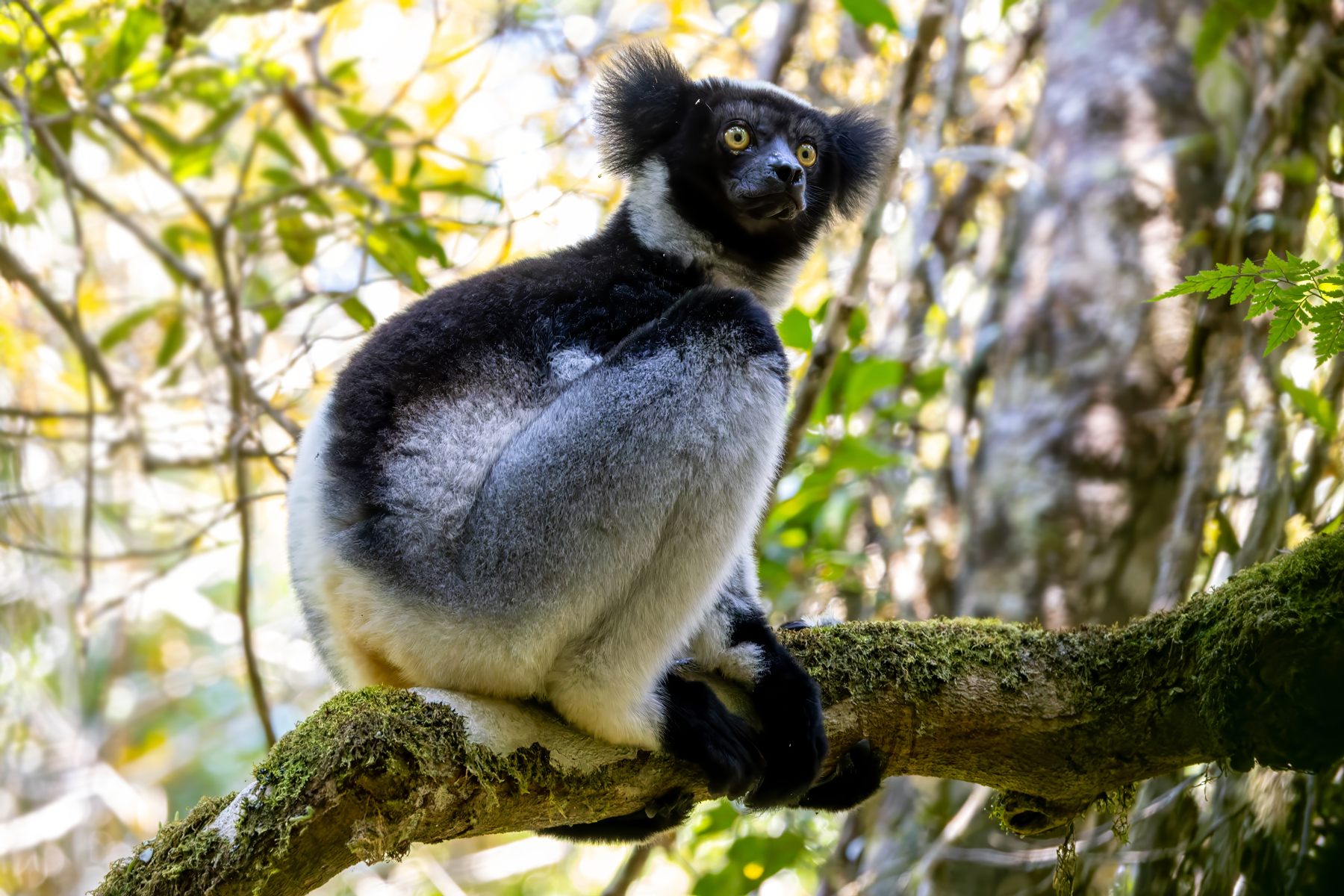 Indri (image by Nik Borrow)