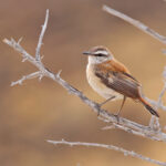 Kalahari Scrub Robin (image by Janos Olah)