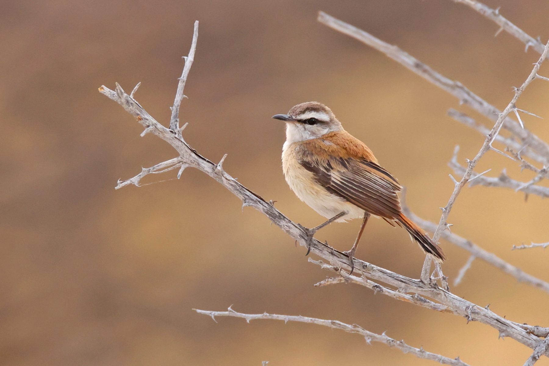 Kalahari Scrub Robin (image by Janos Olah)
