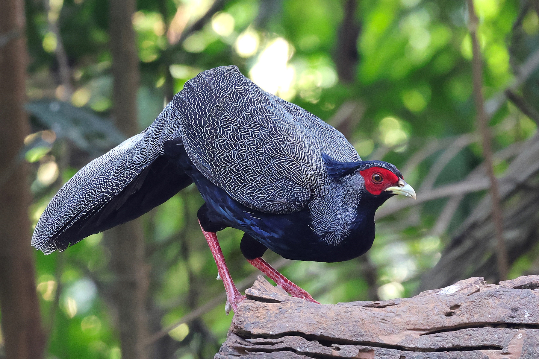 Kalij Pheasant (image by Hannu Jännes)