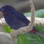 male Lesser Antillean Bullfinch (image by Tony Mills)