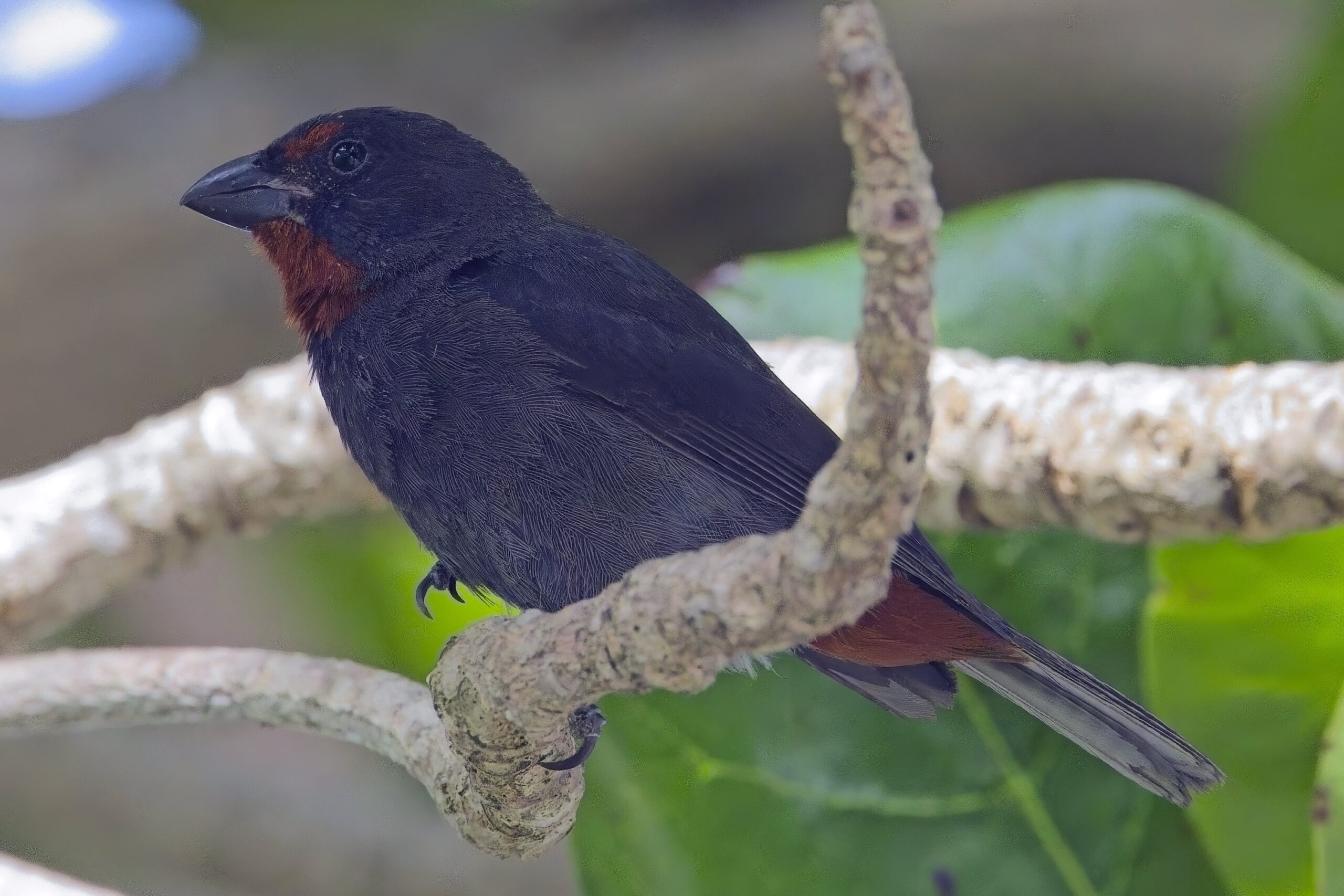 male Lesser Antillean Bullfinch (image by Tony Mills)