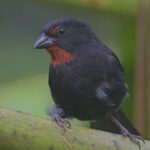 male Lesser Antillean Bullfinch (image by Tony Mills)