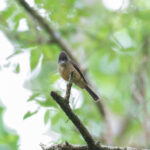 Lesser Antillean Pewee (image by Diedert Koppenol)