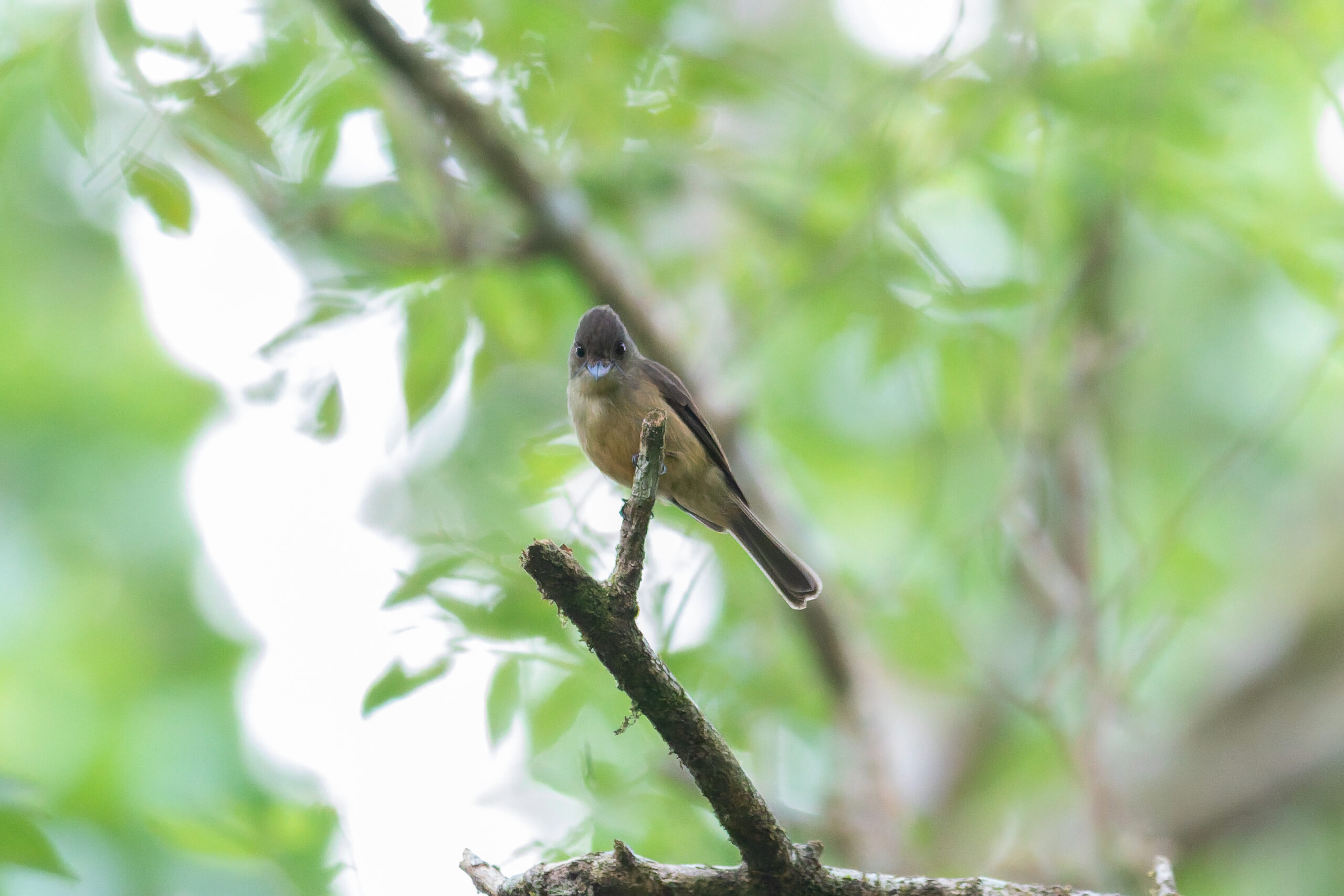 Lesser Antillean Pewee (image by Diedert Koppenol)
