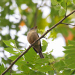 Lesser Antillean Pewee (image by Diedert Koppenol)