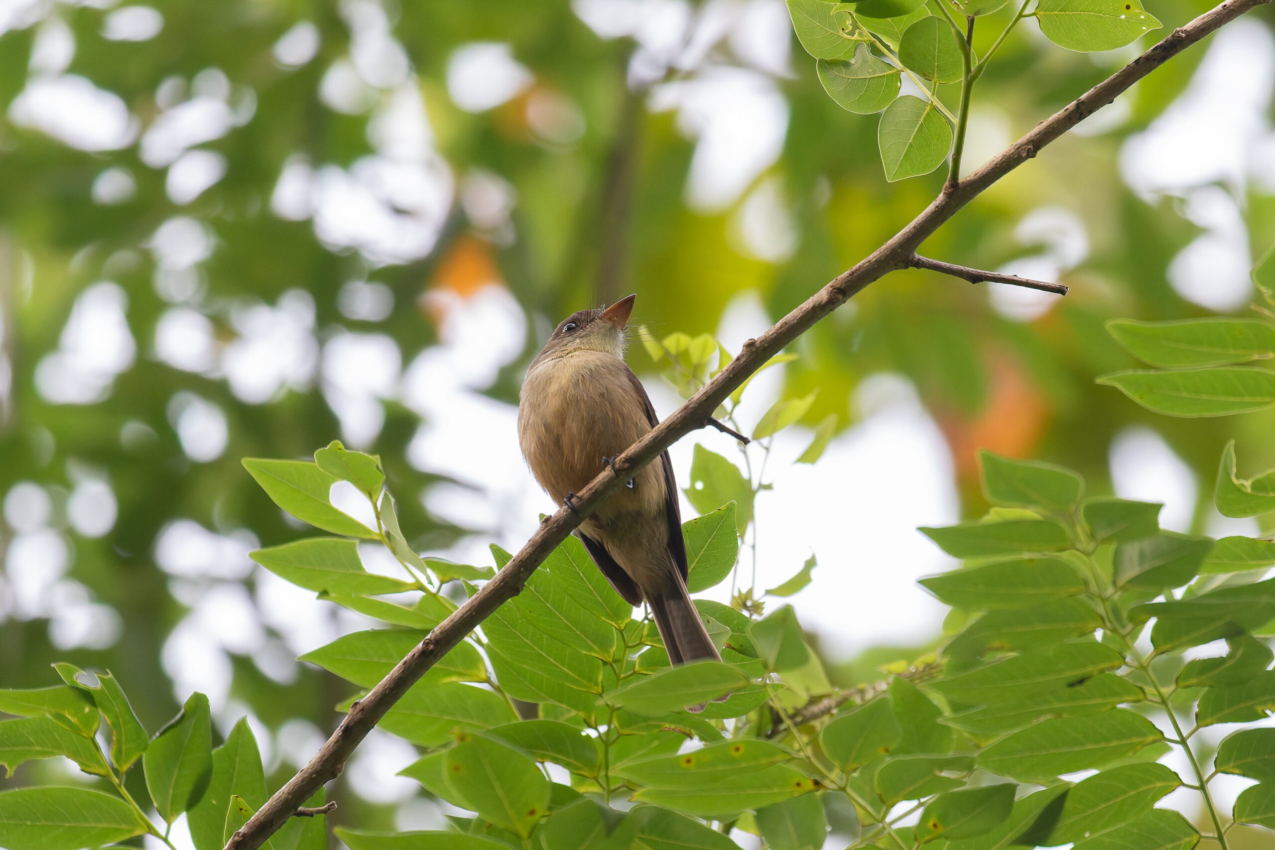 Lesser Antillean Pewee (image by Diedert Koppenol)