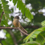 Lesser Antillean Pewee (image by Diedert Koppenol)