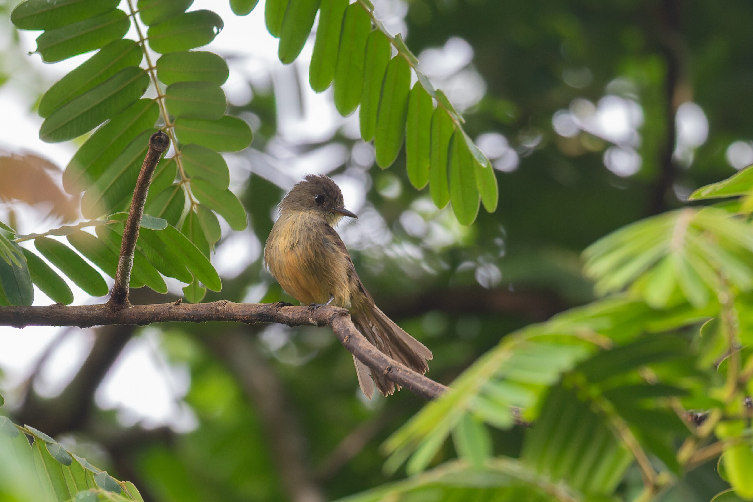 Lesser Antillean Pewee (image by Diedert Koppenol)