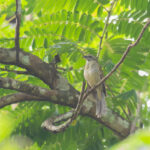Lesser Antillean Saltator (image by Diedert Koppenol)