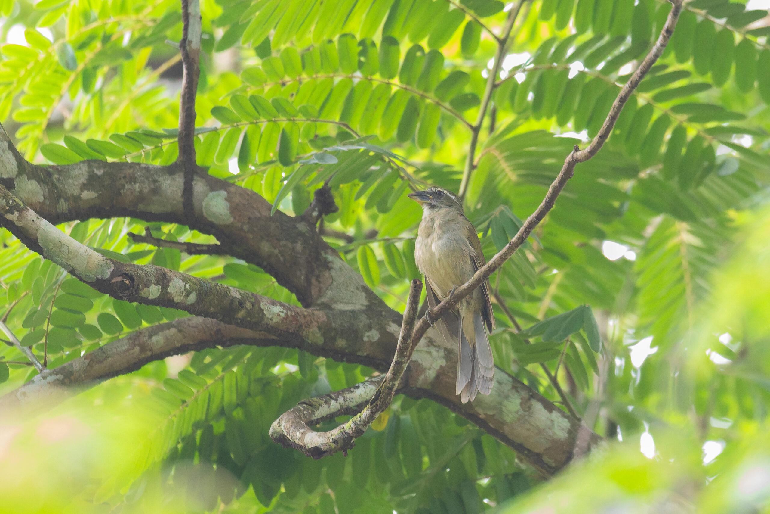 Lesser Antillean Saltator (image by Diedert Koppenol)