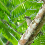 Lesser Antillean Saltator (image by Diedert Koppenol)