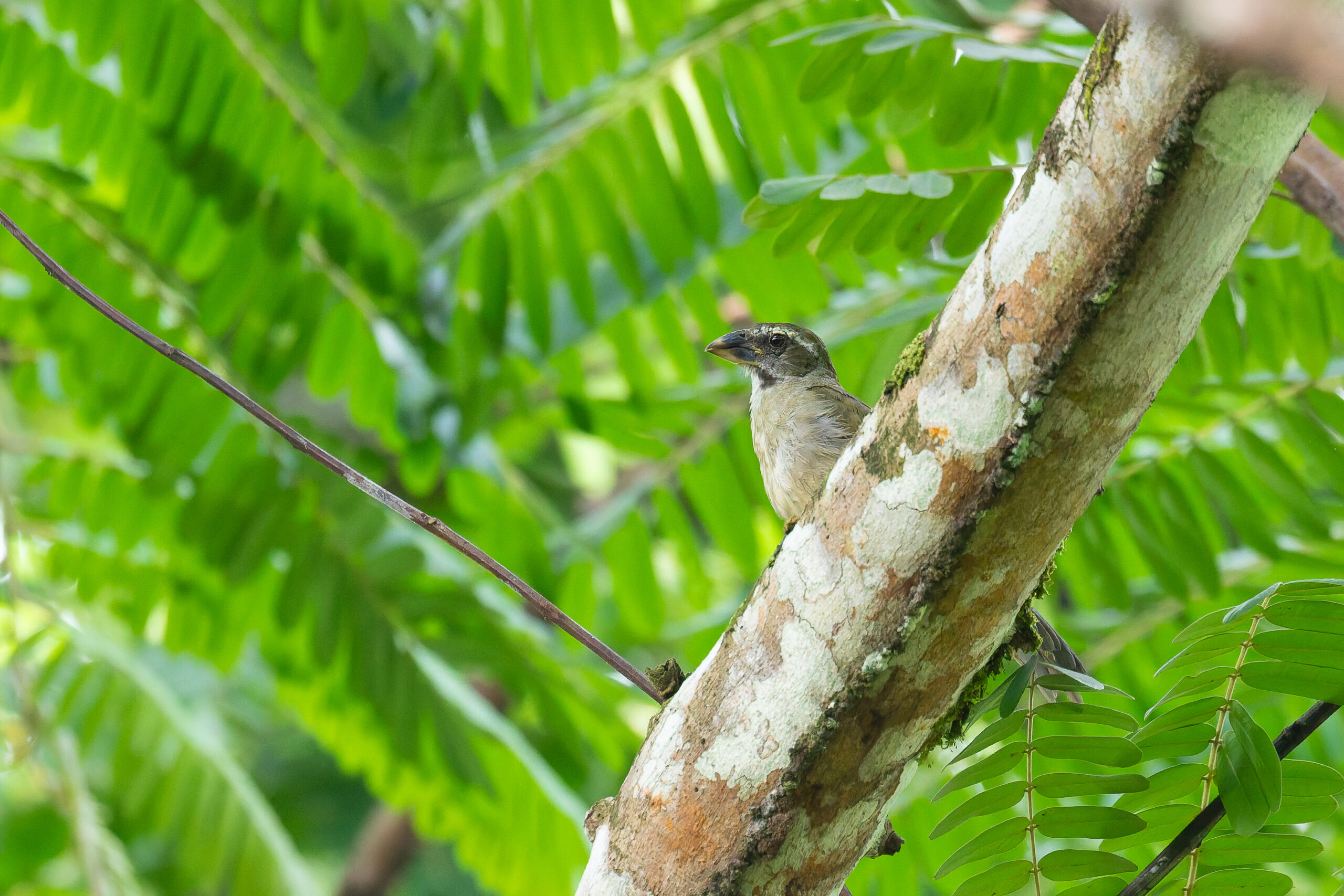 Lesser Antillean Saltator (image by Diedert Koppenol)