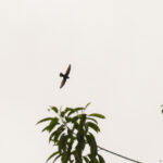 Lesser Antillean Swift (image by Diedert Koppenol)