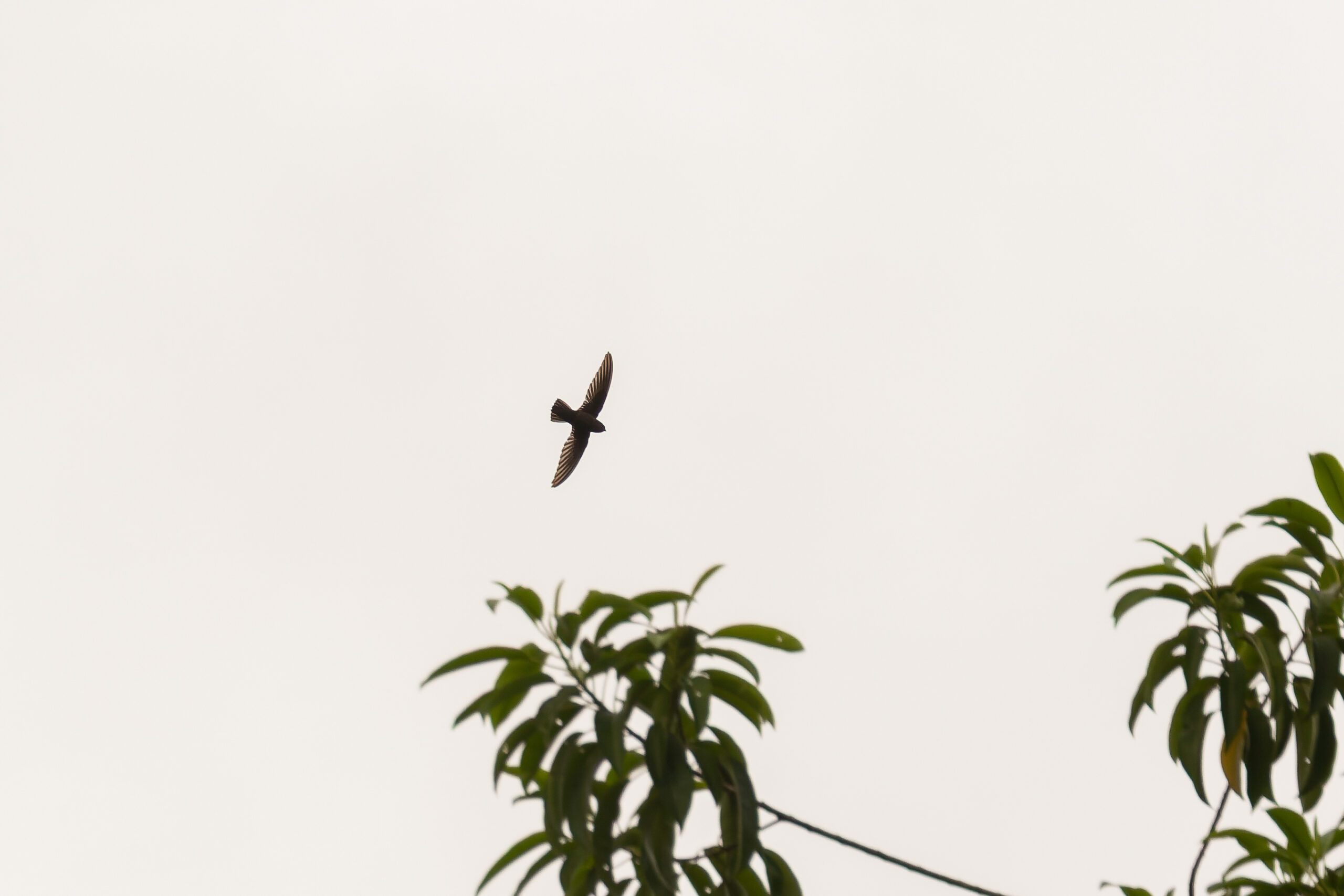 Lesser Antillean Swift (image by Diedert Koppenol)