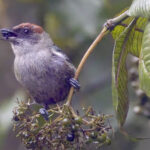 Lesser Antillean Tanager (image by Tony Mills)