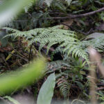 Lesser Melampitta (image by Dáni Balla)