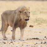 Lion (image by Janos Olah)