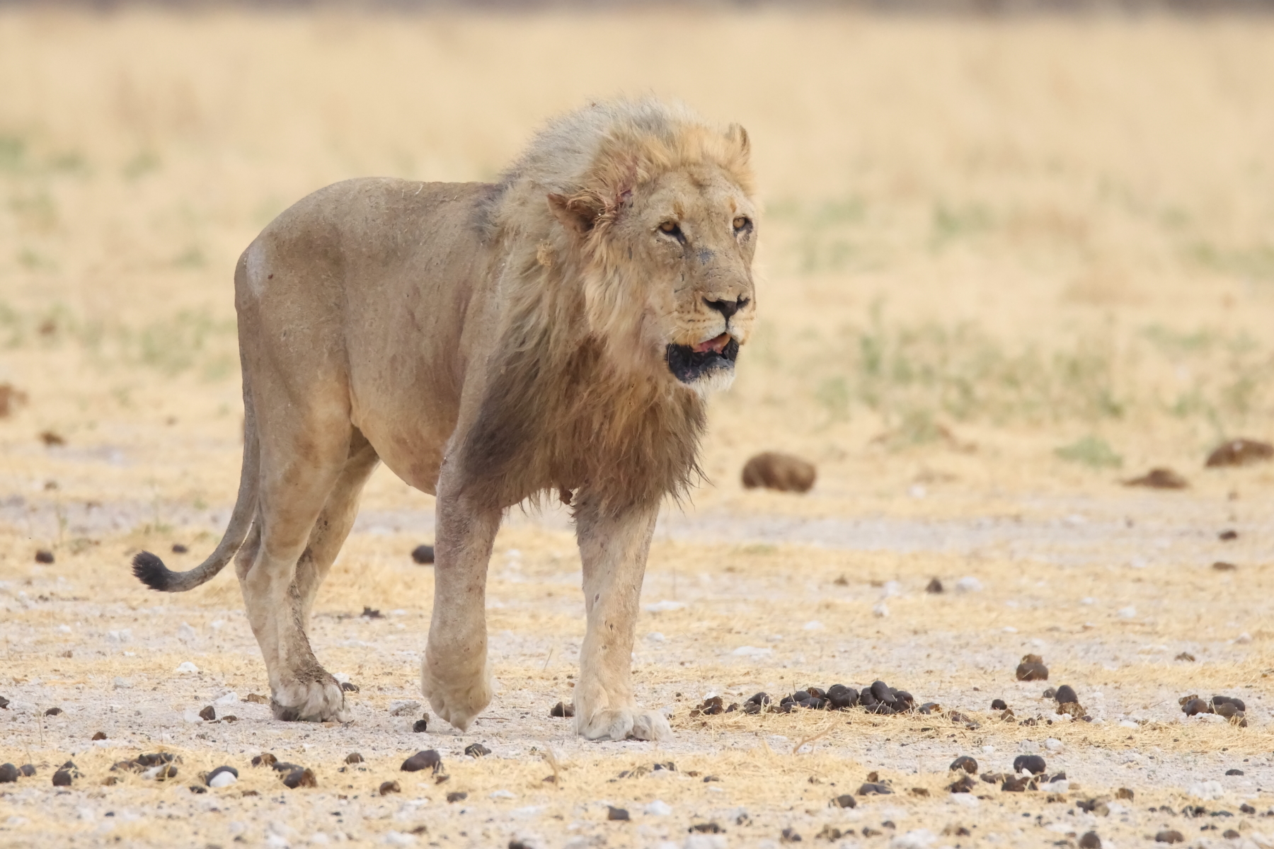 Lion (image by Janos Olah)