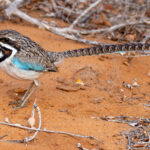 Long-tailed Ground Roller (image by Nik Borrow)