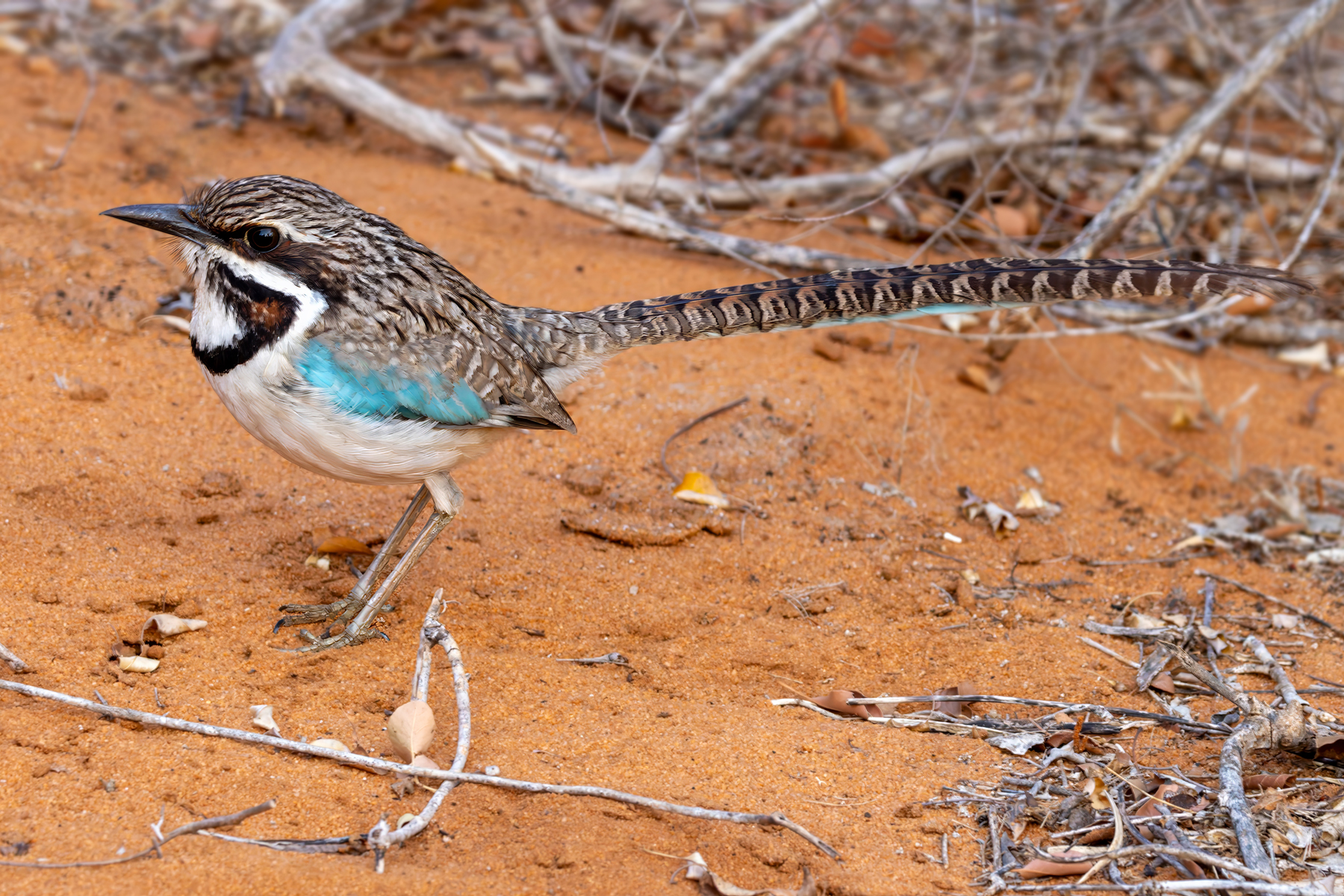 Long-tailed Ground Roller (image by Nik Borrow)