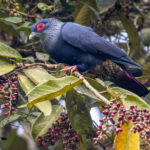 Madagascar Blue Pigeon (image by Nik Borrow)