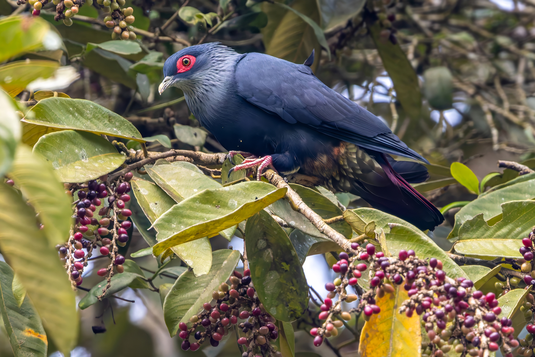 Madagascar Blue Pigeon (image by Nik Borrow)