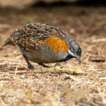 Madagascar Buttonquail (image by Nik Borrow)