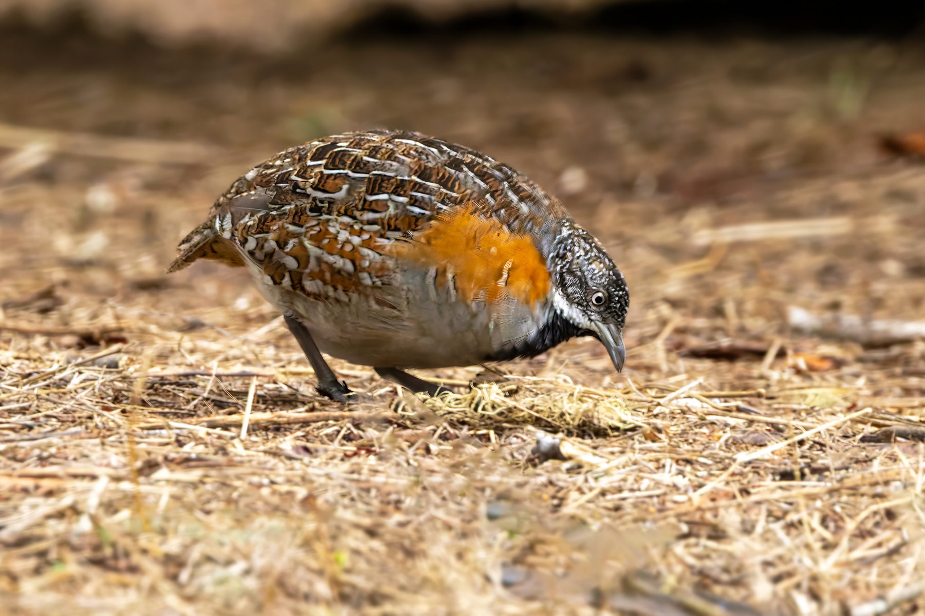 Madagascar Buttonquail (image by Nik Borrow)