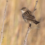 Madagascar Cisticola (image by Nik Borrow)