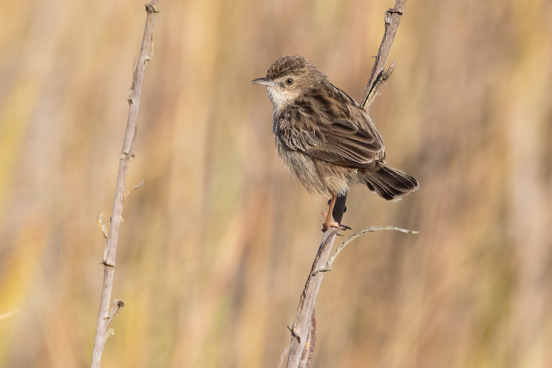Madagascar Cisticola (image by Nik Borrow)