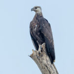Madagascar Fish Eagle (image by Nik Borrow)