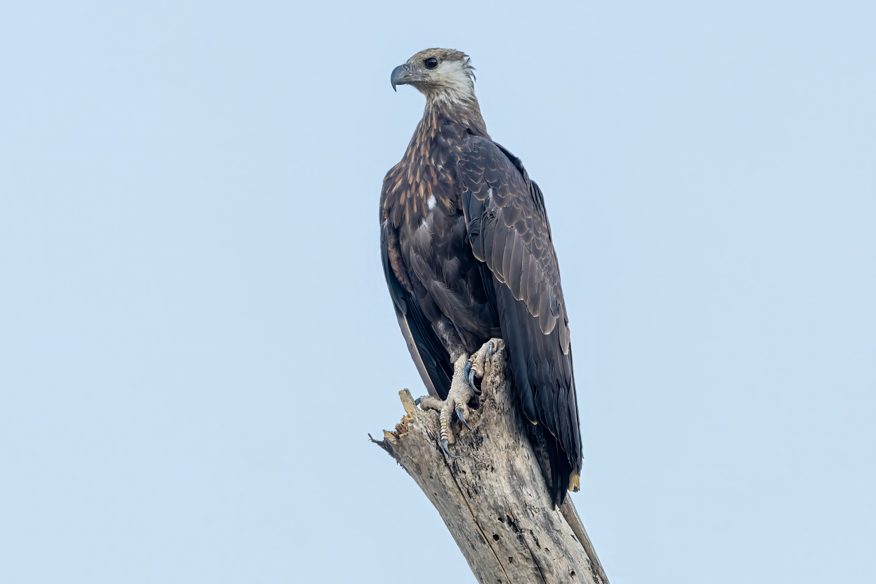 Madagascar Fish Eagle (image by Nik Borrow)
