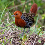 Madagascar Flufftail (image by Nik Borrow)