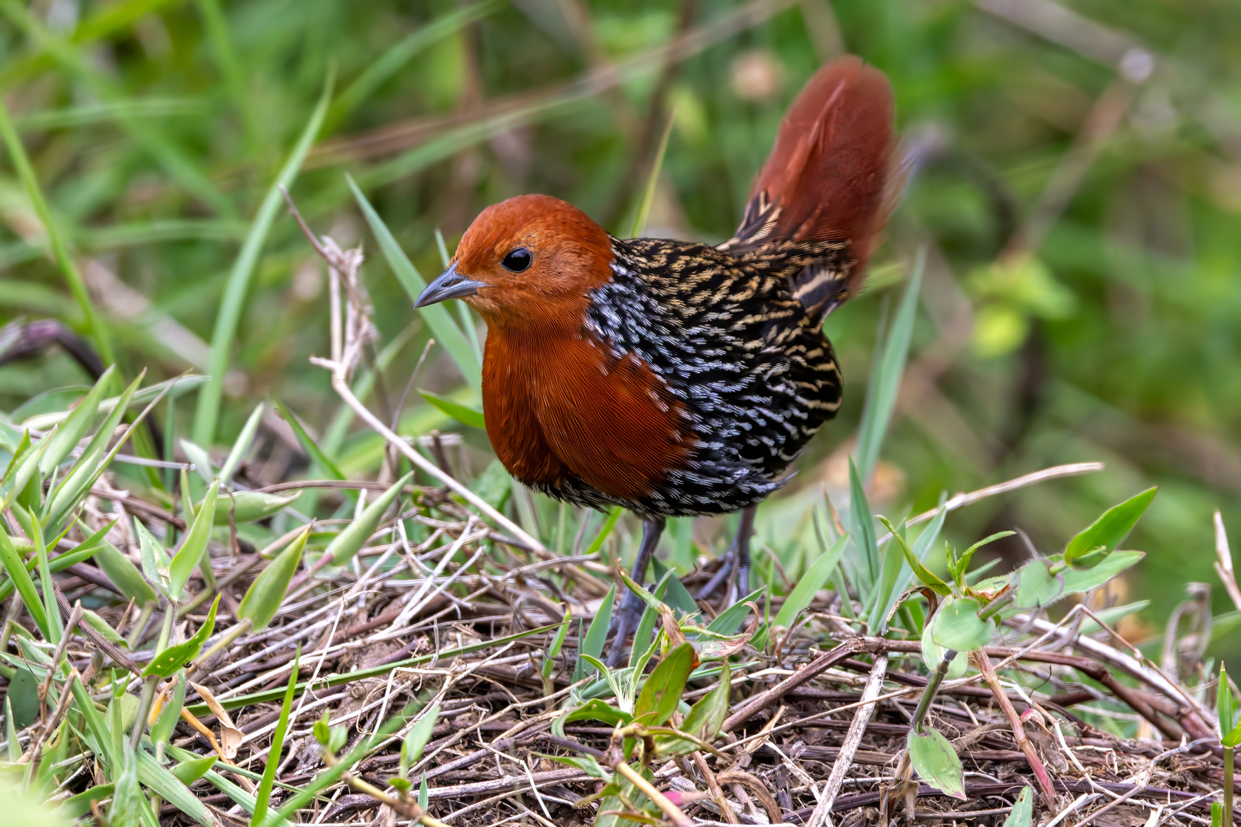 Madagascar Flufftail (image by Nik Borrow)