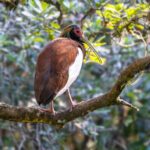 Madagascar Ibis (image by Nik Borrow)