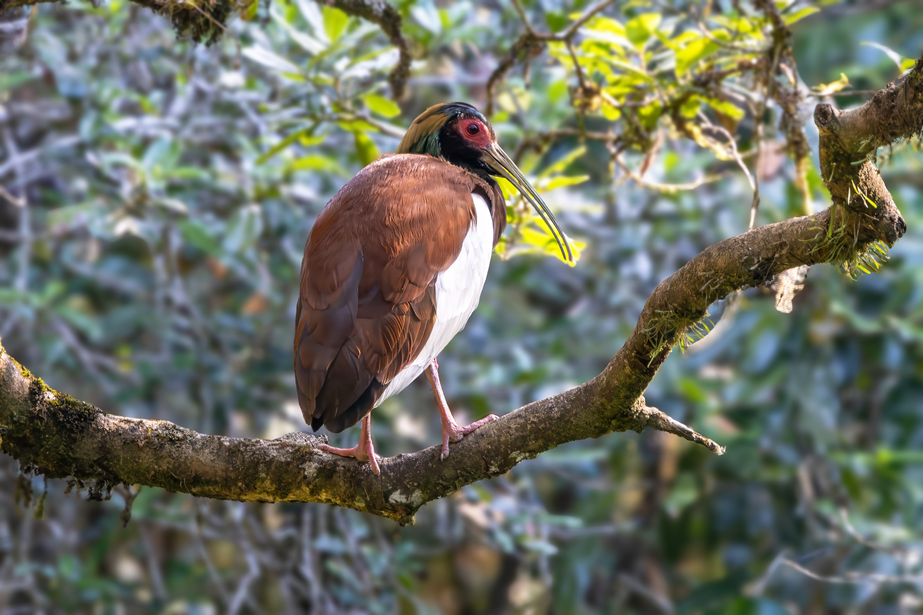 Madagascar Ibis (image by Nik Borrow)