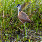 Madagascar Jacana (image by Nik Borrow)