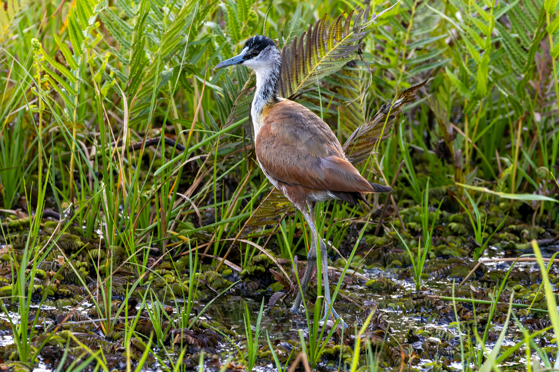 Madagascar Jacana (image by Nik Borrow)