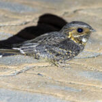 Madagascar Nightjar (image by Nik Borrow)
