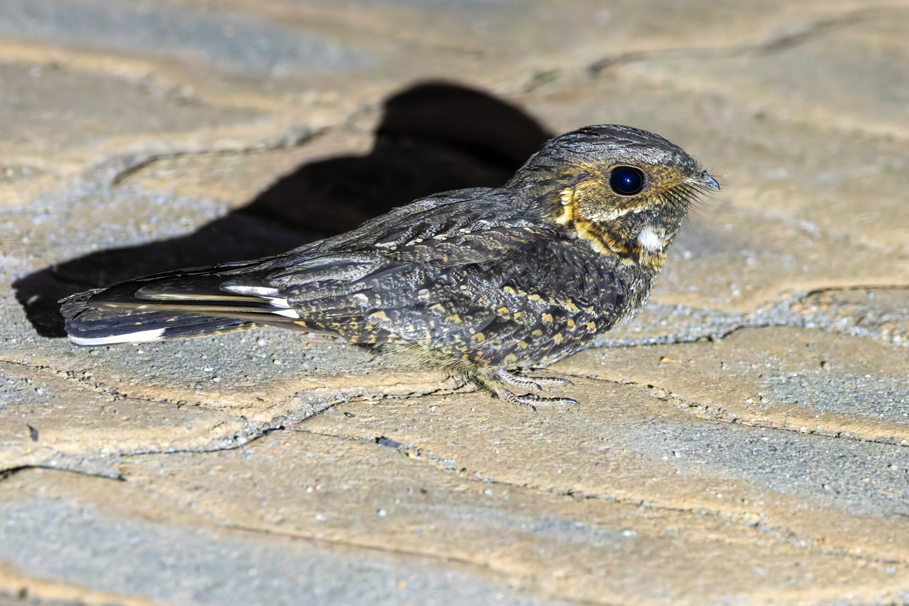Madagascar Nightjar (image by Nik Borrow)