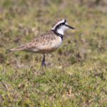 Madagascar Plover (image by Nik Borrow)