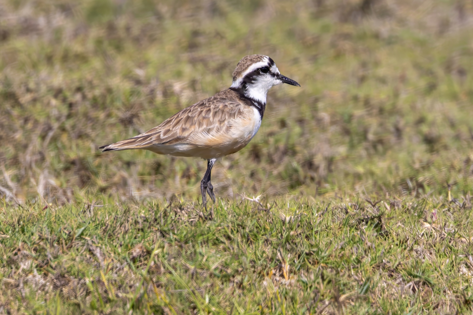 Madagascar Plover (image by Nik Borrow)
