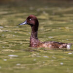 Madagascar Pochard (image by Nik Borrow)